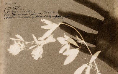 herbarium